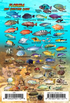 the florida reef creatures poster is shown in blue water with corals and other fish