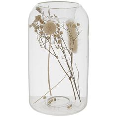 dried flowers in a glass vase on a white background