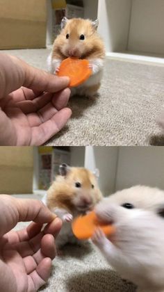 the hamster is eating an orange piece of carrot