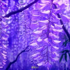 purple flowers are blooming on the tree in front of some trees with leaves and branches