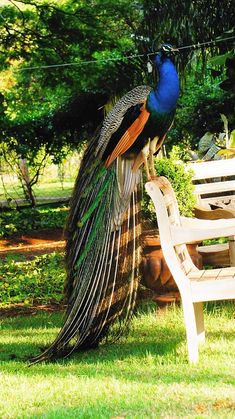 a peacock sitting on top of a wooden bench next to a park bench in the grass