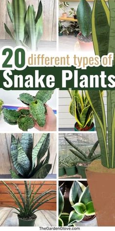 different types of snake plants in pots with text overlay that reads 20 different types of snake plants