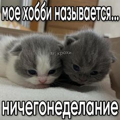 two kittens laying on top of each other with the caption in russian above them