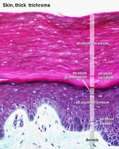 an image of the skin and its different layers in it's structure, including stratum, filament, stratum, stigma, and sinosarum