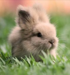 a small rabbit is sitting in the grass