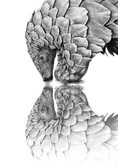 a black and white drawing of an armadile with its reflection in the water