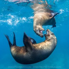 two sea lions swimming in the ocean with their mouths open