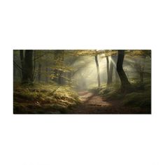 a path in the woods with sunbeams coming through it and fog on the ground