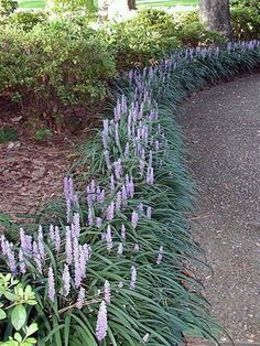 purple flowers are growing along the edge of a path in front of trees and bushes