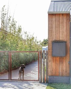 a dog standing in front of a gated area with a television on the wall