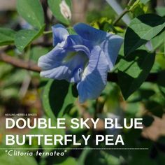 a blue flower with the words double sky blue butterfly pea