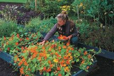 a woman kneeling down in front of a garden filled with orange and yellow flowered plants