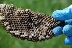 a gloved hand holding a honeycomb in front of some green grass and blue gloves