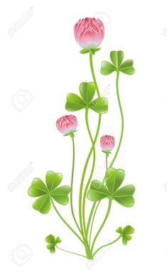 three pink flowers with green leaves on a white background stock photo, picture and royalty