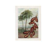 an illustration of cocoa beans hanging from a tree with two palm trees in the background