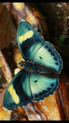 two blue and yellow butterflies sitting on top of leaves