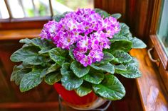 a potted plant with purple flowers sitting on a window sill