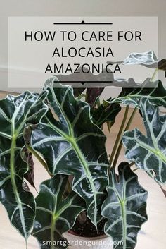 a potted plant with the words how to care for alocasia amazonica