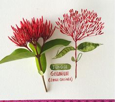 two red flowers with green leaves are on a card that reads jungle geranium