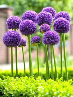 purple flowers are growing in the grass