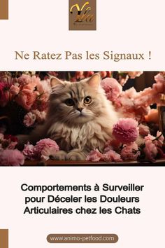 Découvrez les signaux subtils indiquant des douleurs articulaires chez les chats. Apprenez à observer les comportements liés à l'alimentation, aux interactions sociales, au jeu, à la toilette et aux habitudes de sommeil. Identifiez les changements pour assurer le bien-être de votre félin. 🐾