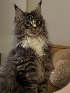 a long haired cat sitting on top of a bed