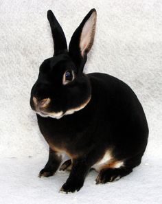 a black rabbit sitting on top of snow covered ground