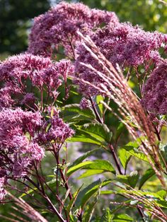 purple flowers are blooming in the sun