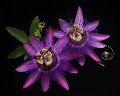 two purple flowers with green leaves on a black background