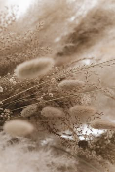 some brown and white plants in the snow