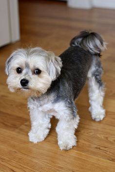 a small gray and white dog standing on top of a hard wood floor