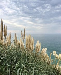 some tall grass near the ocean under a cloudy sky