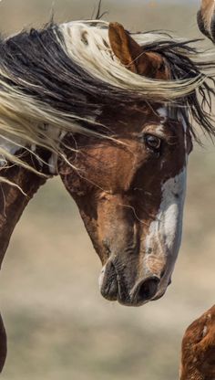 two horses standing next to each other with long hair on them's head and one horse looking at the camera