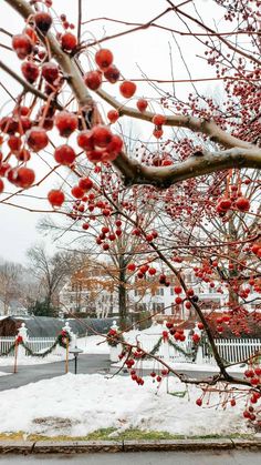 a tree with red berries on it in the snow