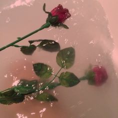 a rose that is sitting in some water