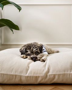 a small dog laying on top of a pillow in front of a potted plant