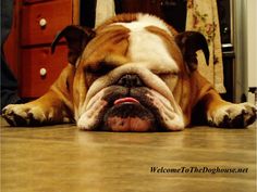 a brown and white dog laying on top of a wooden floor next to a dresser