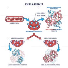 the diagram shows different types of blood cells and how they are attached to each other