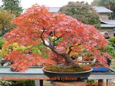 a bonsai tree in a pot on a table with other trees and shrubs around it