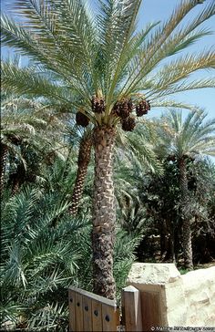 a palm tree with lots of leaves in front of some rocks and trees on the other side