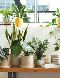 several potted plants on a table in front of a window