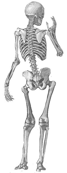 a skeleton is shown in this black and white drawing