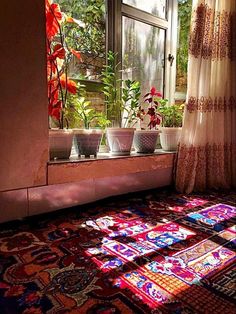 three potted plants sit in front of a window with the sun shining on them