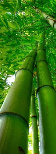 looking up at the tops of two bamboo trees with green leaves on them in a forest