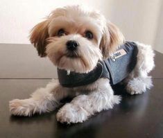 a small white dog wearing a shirt on top of a table