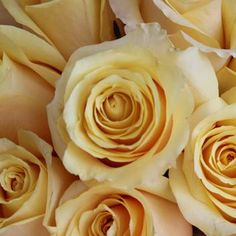 close up view of yellow roses with white petals