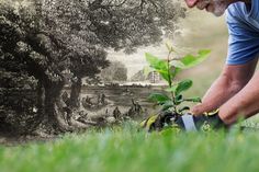 a man kneeling down to plant a tree