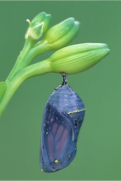 a blue butterfly emerging from its chlob in the morning dew on a flower