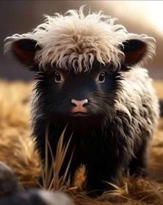 a small black and white sheep standing on top of dry grass