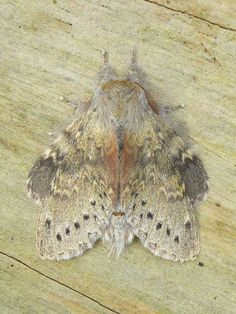 a large moth sitting on top of a wooden floor